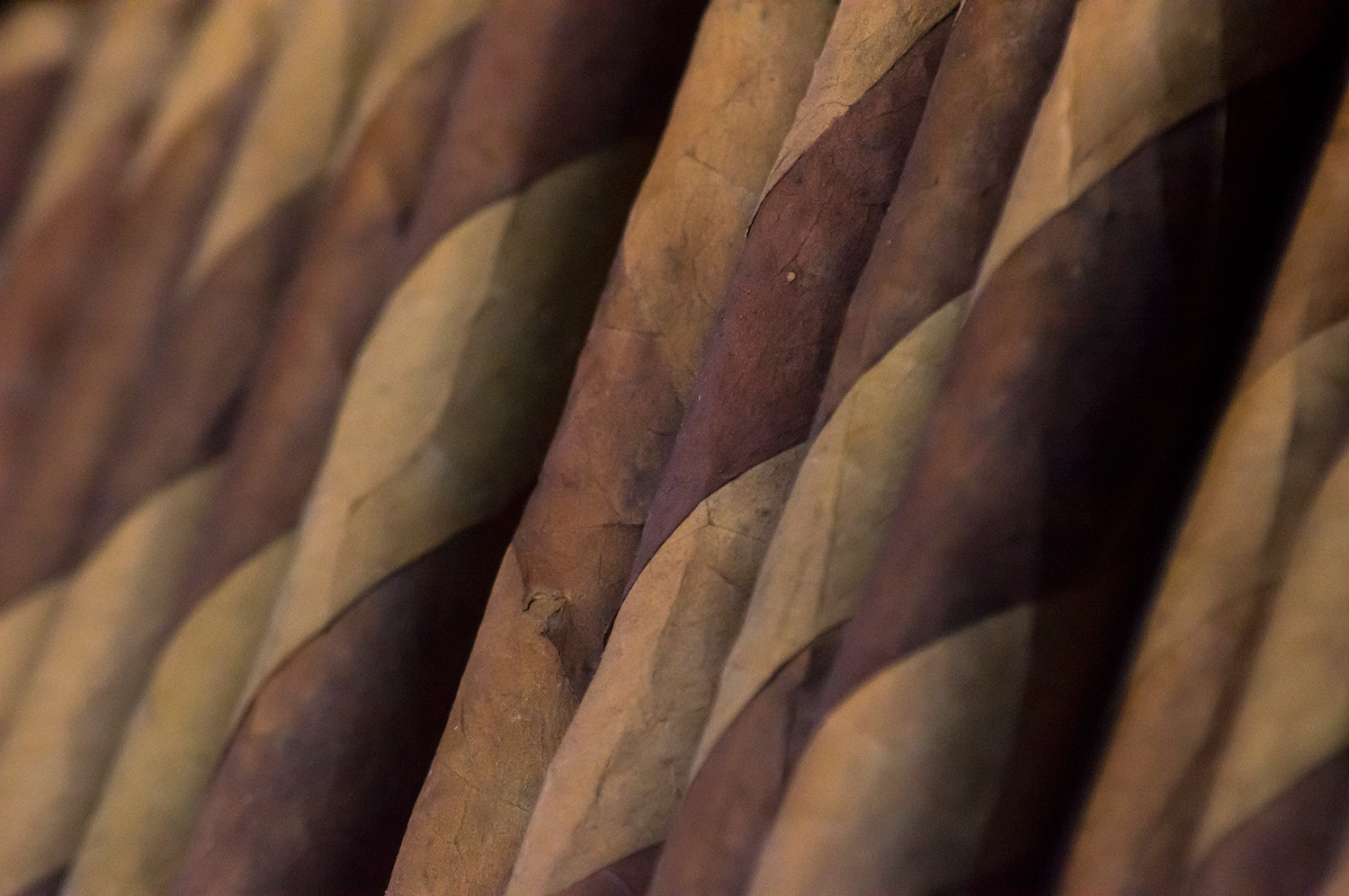 Hand Rolled Cigars - Feast of San Gennaro