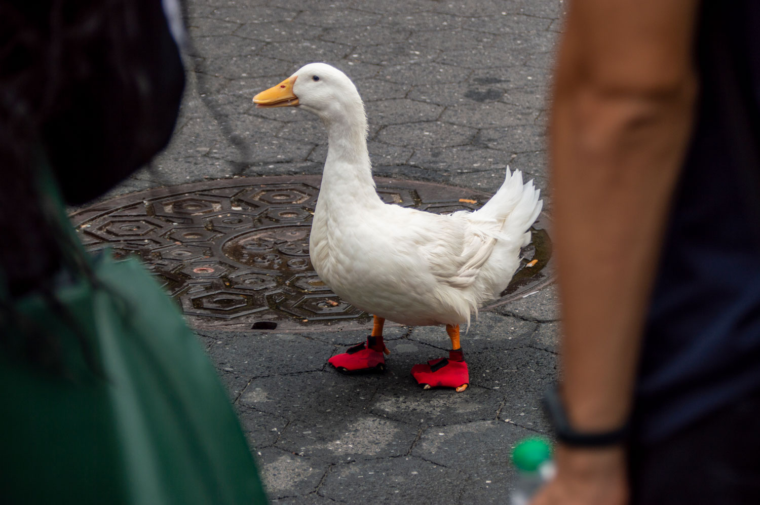 You are currently viewing Taking the Duck for a Stroll